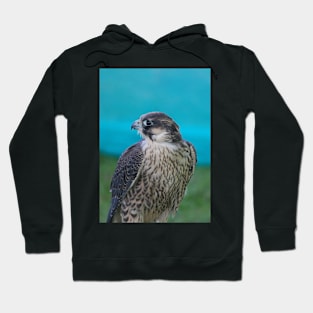 Saker Falcon Hoodie